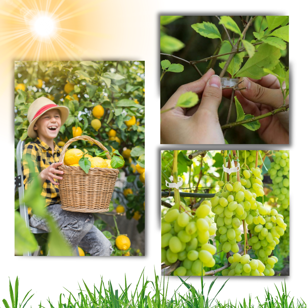 Enganches de apoyo para plantas
- Ozerty