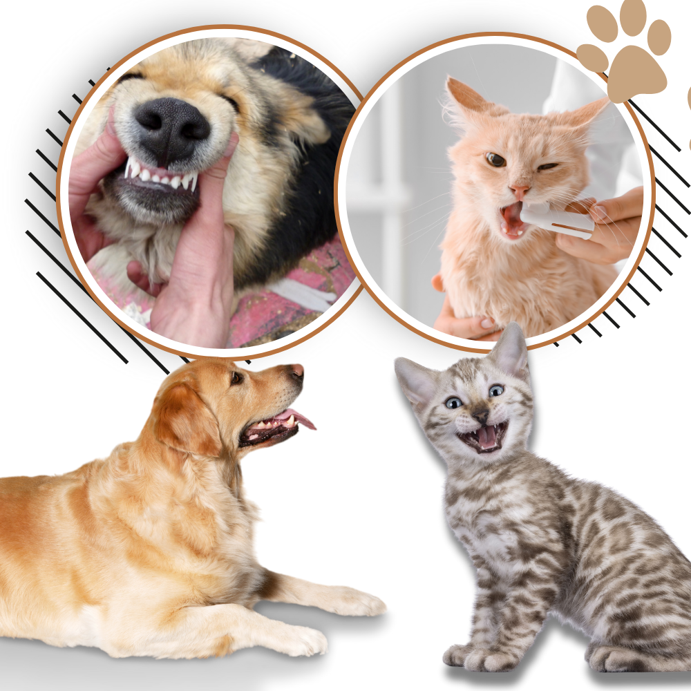 Gel reparador bucal para mascotas - Ozerty