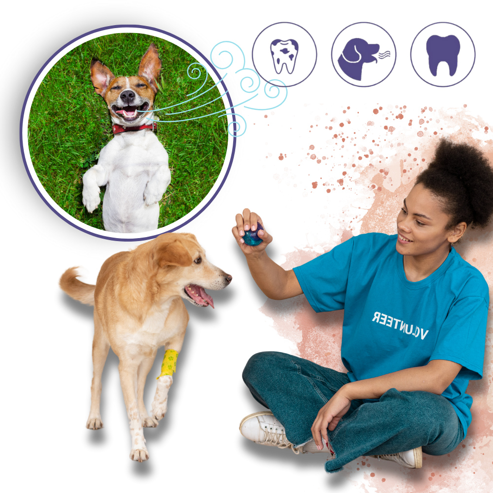 Gel reparador bucal para mascotas - Ozerty