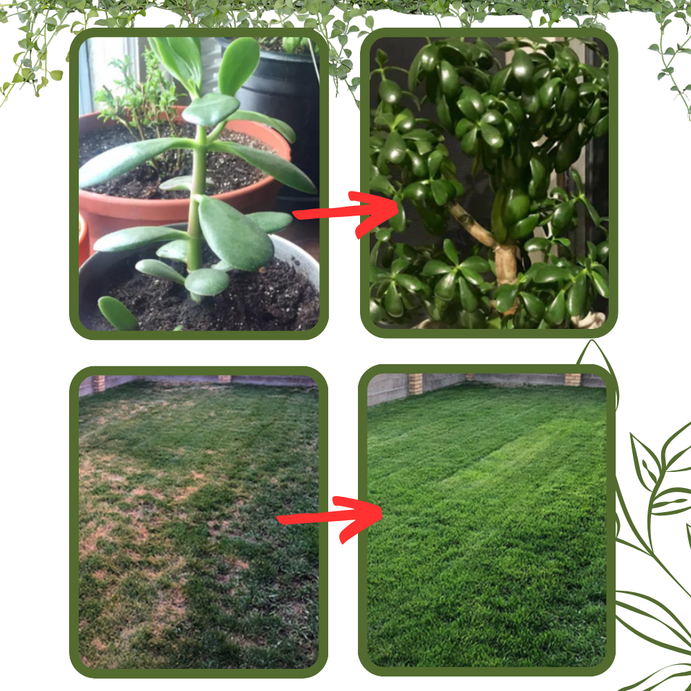 Activador de suelos a base de nutrientes orgánicos - Ozerty