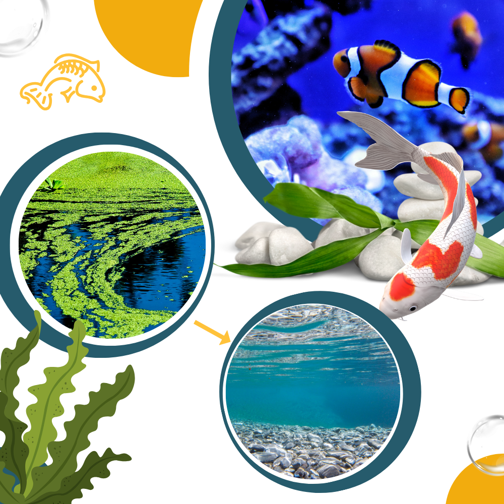 Alguicida preventivo para acuarios - Ozerty