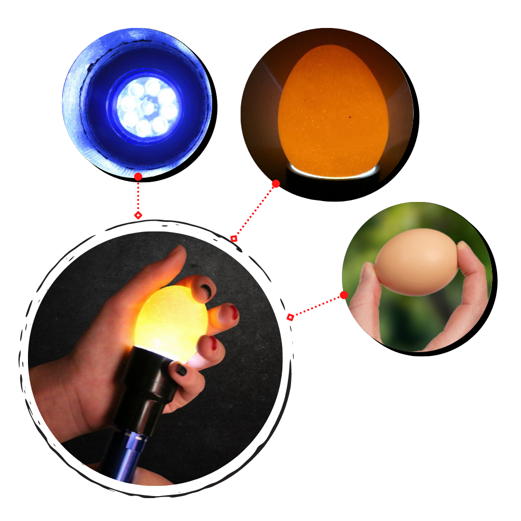 Examinador de fertilidad de huevos