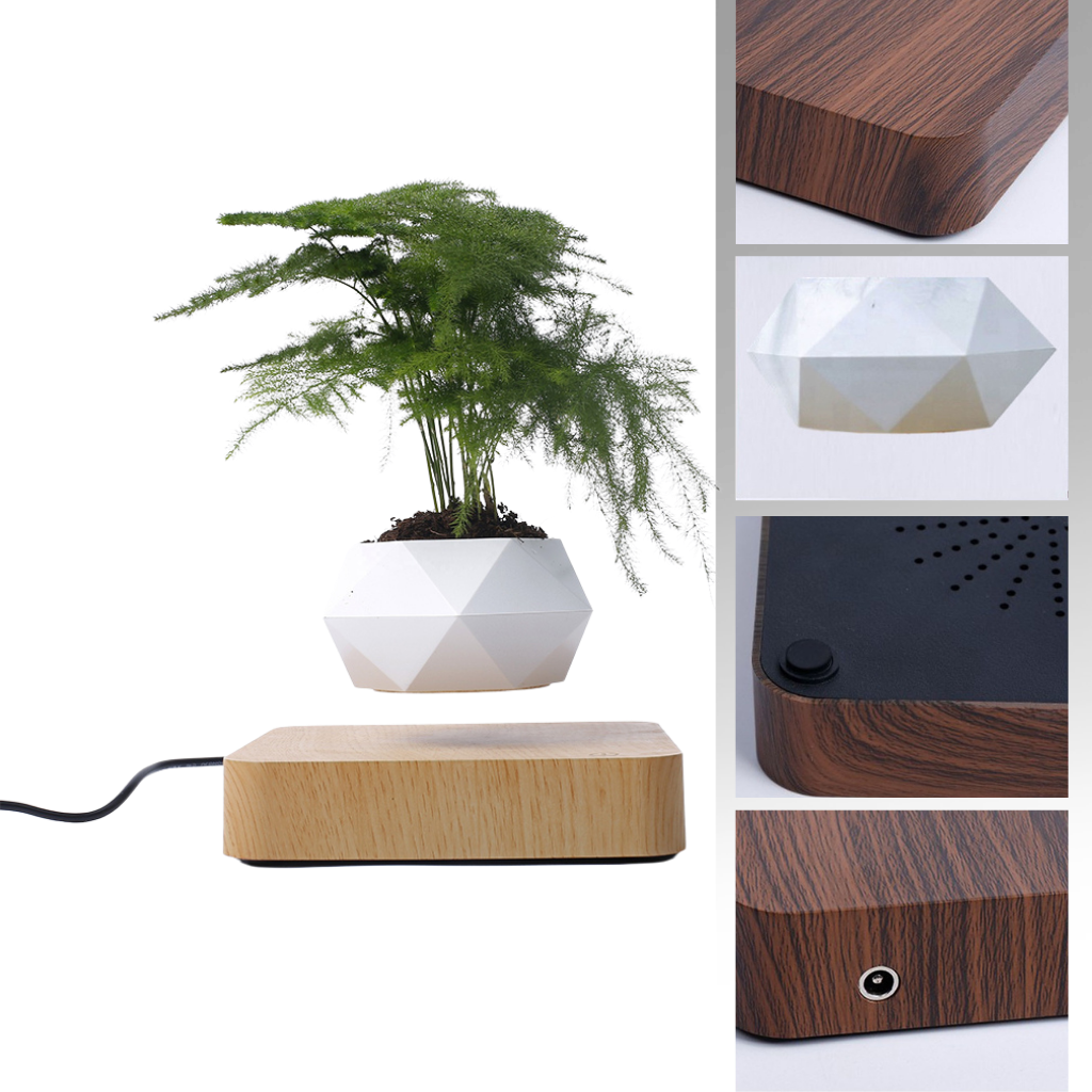 Planta de aire levitante en maceta - Ozerty