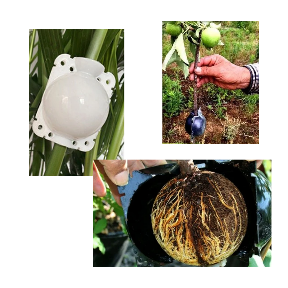 Paquete de 3 cajas para plantas con capas de aire - Ozerty