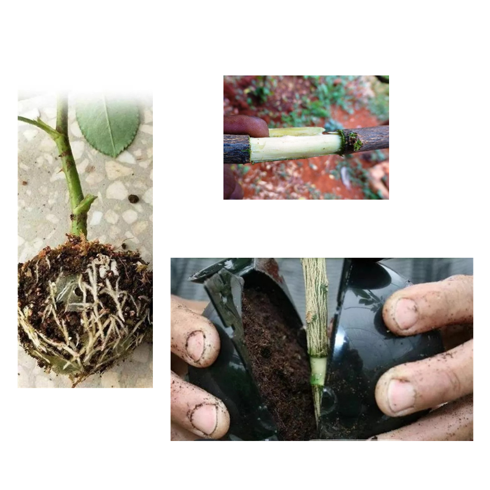 Paquete de 3 cajas para plantas con capas de aire - Ozerty