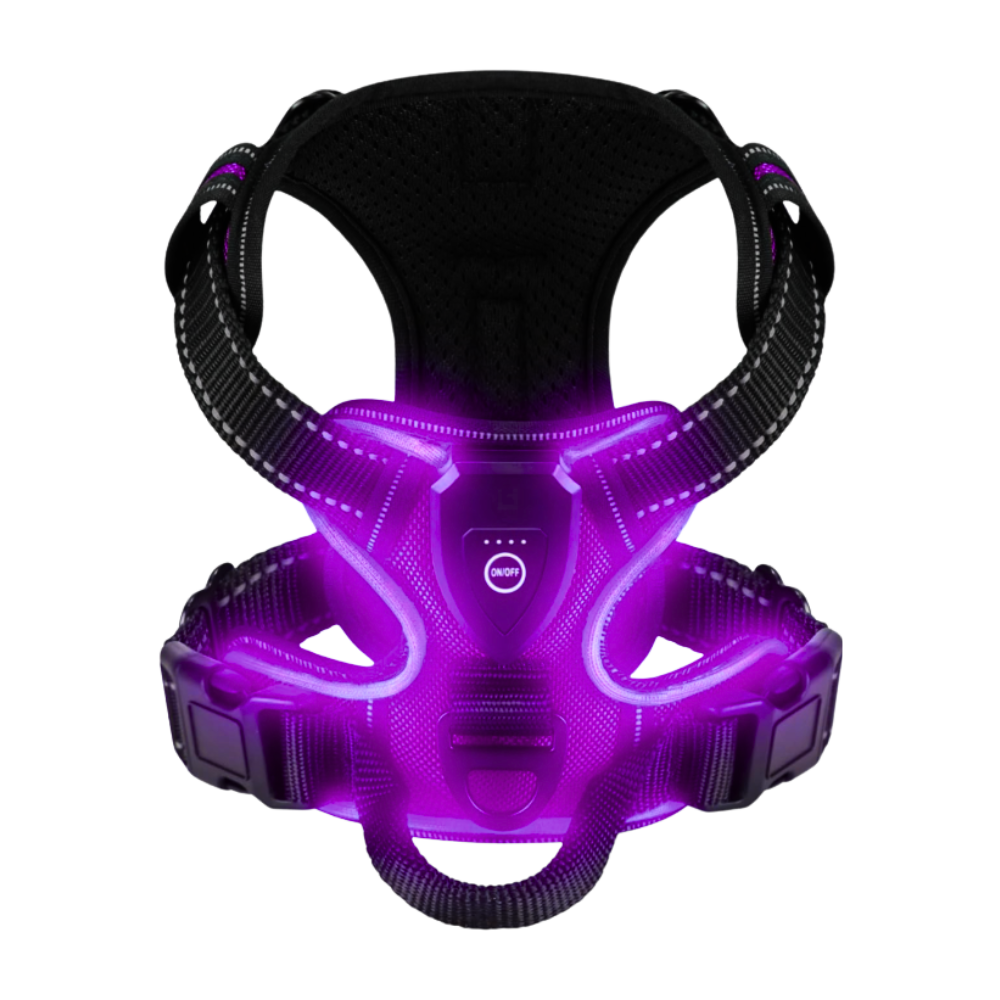 Arnés para perros con luz LED parpadeante -Morado - Ozerty
