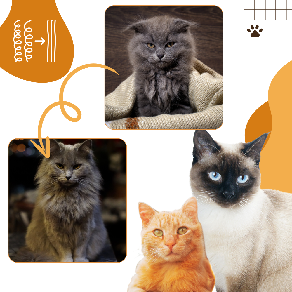 Cepillo multiusos para gatos

 - Ozerty
